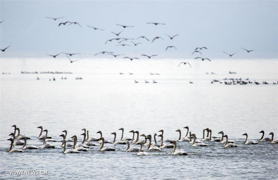 Swans fly over Poyang Lake in Jiangxi(1/6)