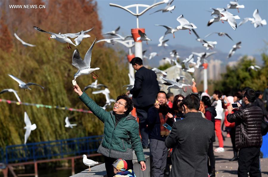 Black-headed gulls live through winter on Dianchi Lake in China's Kunming (1/8)