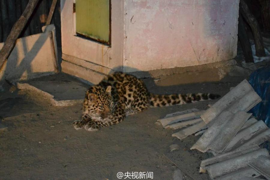 Juvenile Amur leopard found in a village in Jilin(1/3)