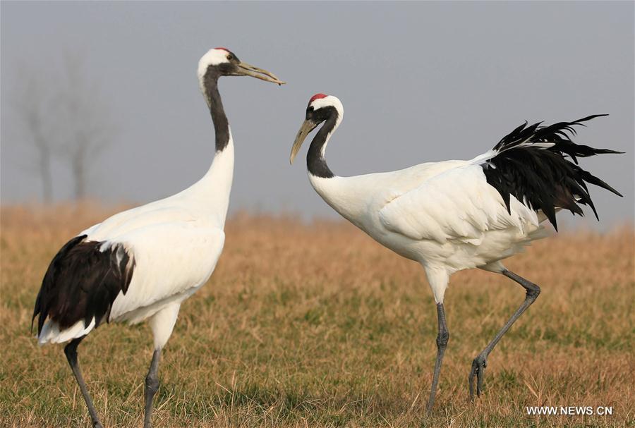 Redcrowned cranes seen at Yancheng nature reserve(1/8)
