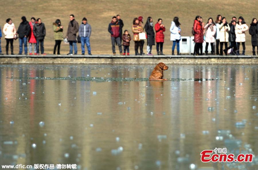 Man rescues dog stranded in lake(1/4)