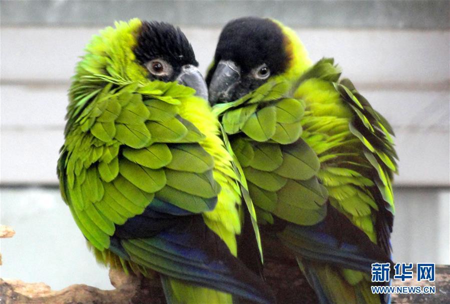 Valentine's Day: lovebirds in E China(1/6)