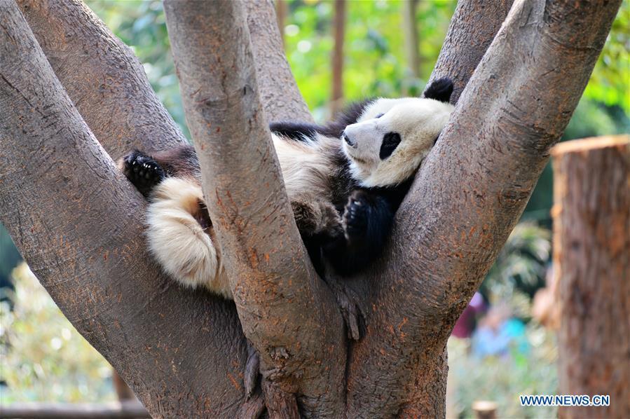 Pandas enjoy leisure time at Chengdu breeding base(1/7)