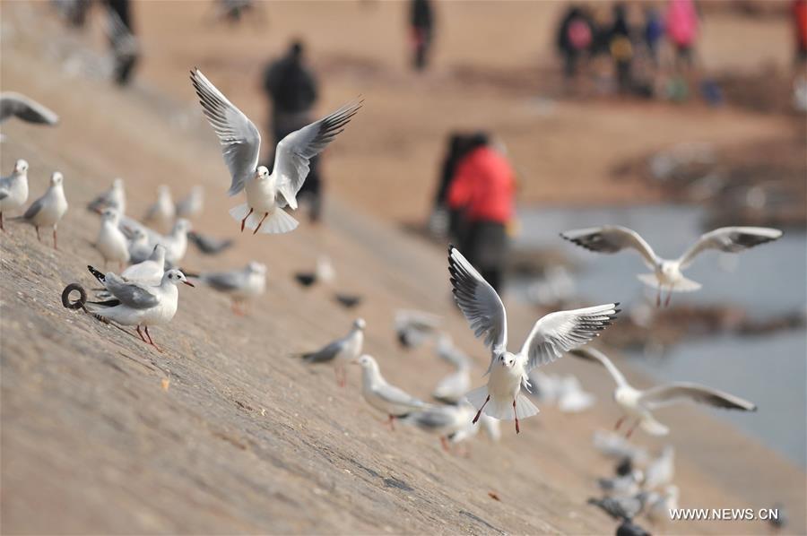 Black-headed gulls fly over sea area in E China(1/3)