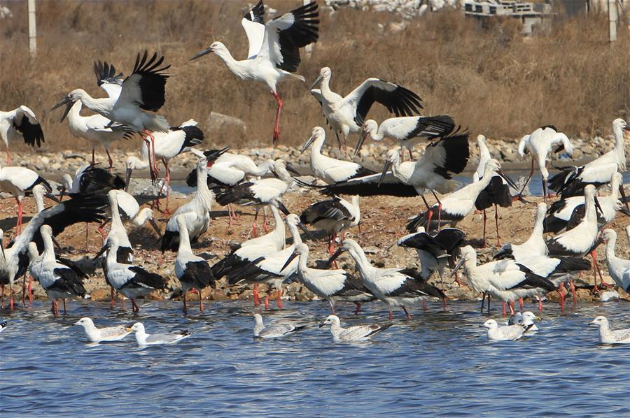 Oriental storks look for food at Zhangjiacun Wetland in China's Dalian(1/5)