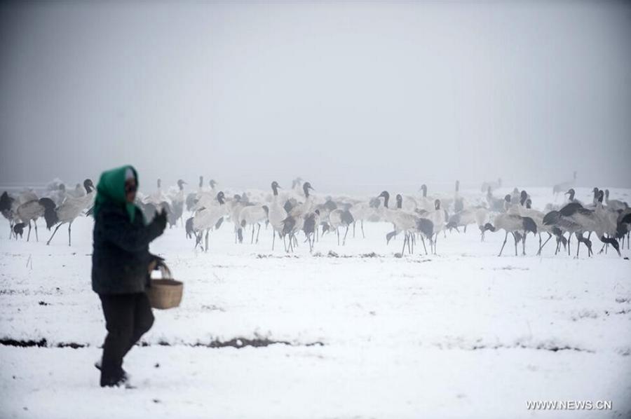 Black-necked cranes seen in southwest China's Yunnan (1/5)
