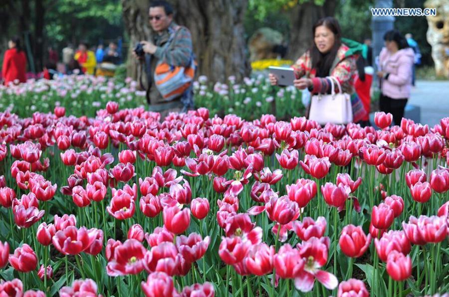 Blooming tulips in S China (1/7)