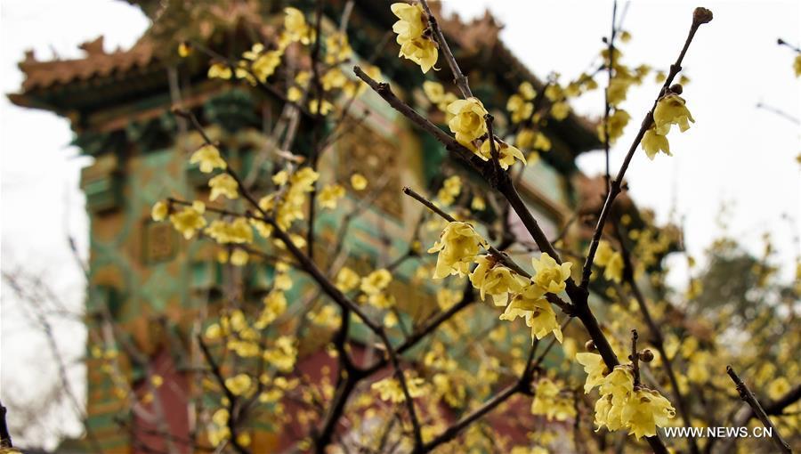Wintersweets seen in blossom at Reclining Buddha Temple in Beijing(1/5)