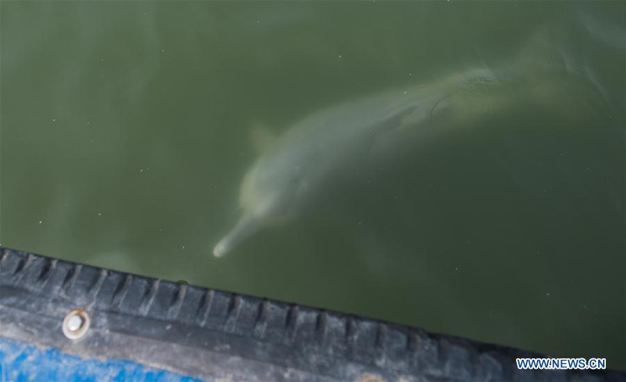 Dolphins seen in coastal waters of Beihai City, SW China(1/5)