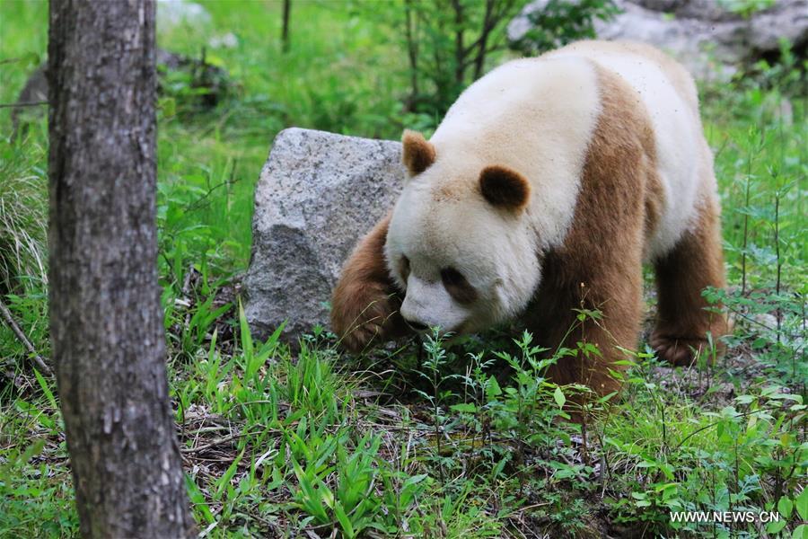Rare brown giant panda seen in Shaanxi(1/4)