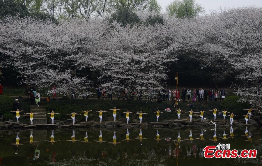 Practicers perform yoga at a botanical garden in Changsha City, the capital of Central China’s Hunan Province, March 15, 2016. Some 100 yoga enthusiasts attended the event to promote a healthy lifestyle as the garden’s cherry blossoms are in full bloom. (Photo: China News Service/Yang Huafeng)