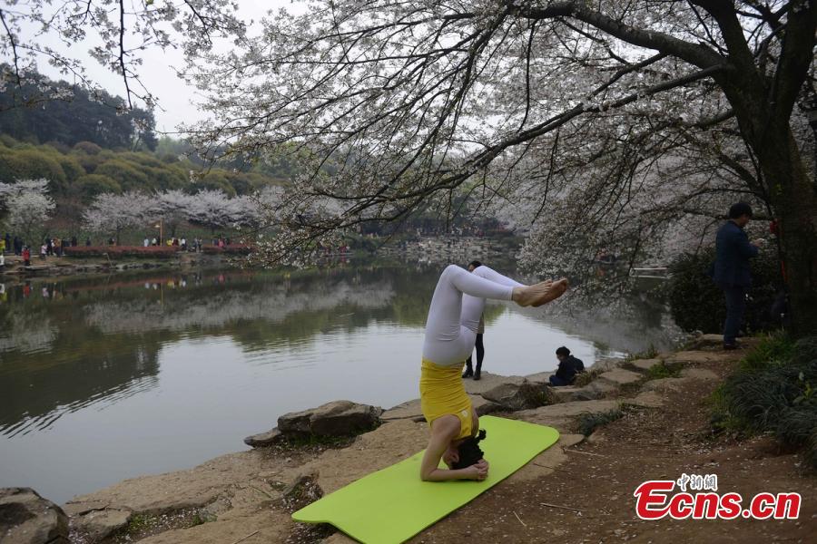 Practicers perform yoga at a botanical garden in Changsha City, the capital of Central China’s Hunan Province, March 15, 2016. Some 100 yoga enthusiasts attended the event to promote a healthy lifestyle as the garden’s cherry blossoms are in full bloom. (Photo: China News Service/Yang Huafeng)
