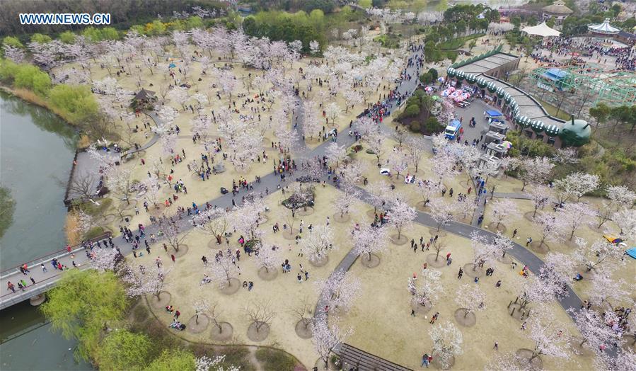 Cherry blossom seen at Gucun Park of Shanghai(1/5)