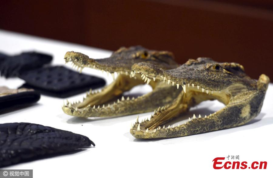 Zhenzhou customs seize crocodile skulls and ivory(1/3)