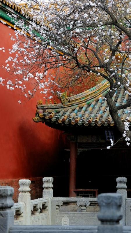 Apricot flowers in Forbidden City(1/9)