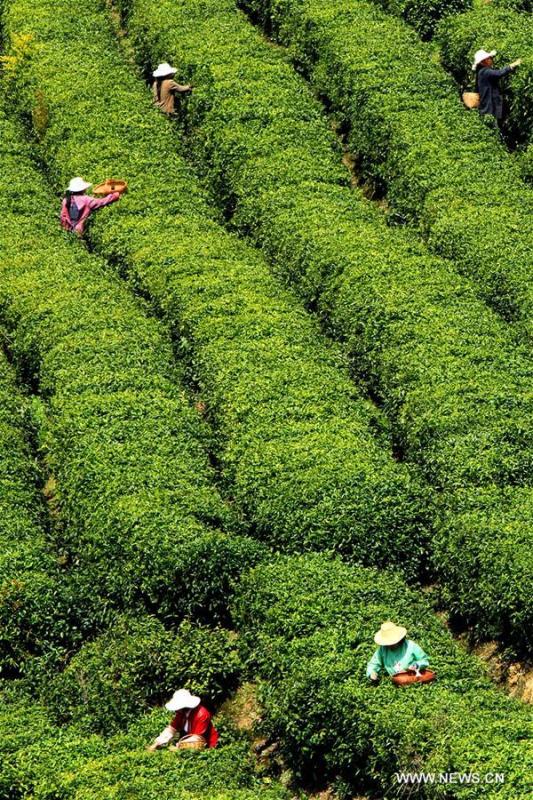 April the busy time for farmers in China to harvest spring tea (1/4)