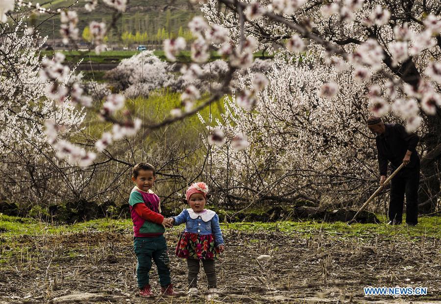 Almond flowers bloom in Xinjiang(1/5)