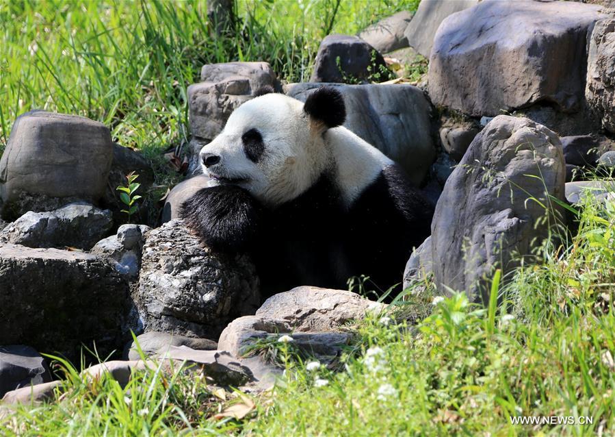 Giant panda enjoys leisure life in Huangshan City(1/8)