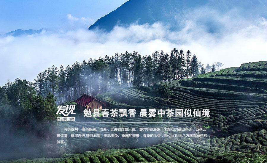 Tea plantations in morning mist in Shaanxi(1/8)