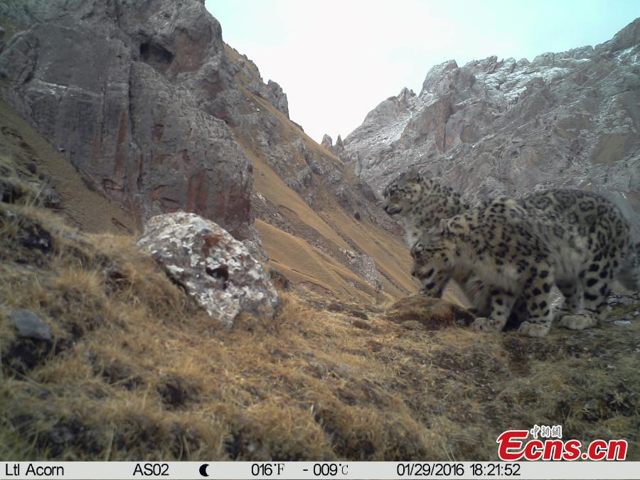 Snow leopards mating caught in survey(1/4)