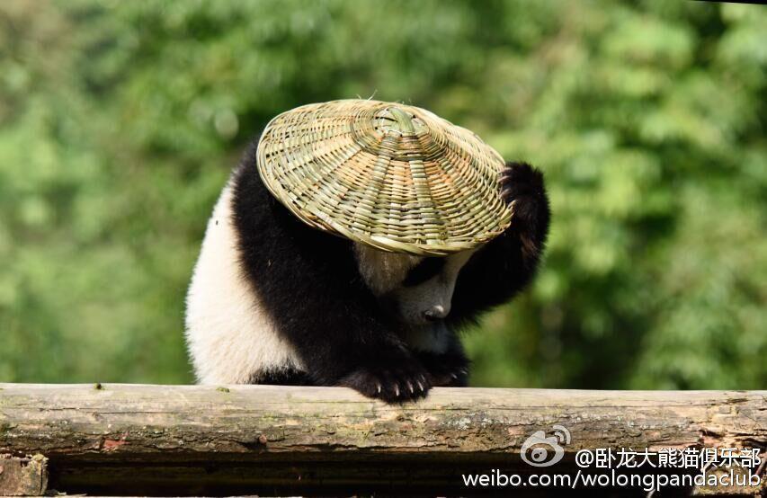 Real 'Kung Fu panda' in SW China city(1/6)