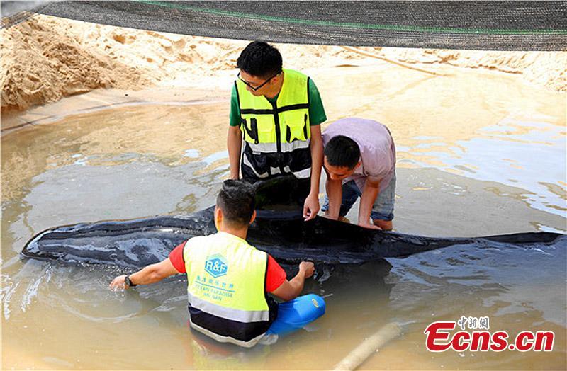 A pilot whale is stranded in shallow water off the coast in Lingshui Li Autonomous County, South China’s Hainan Province, May 16, 2016. The whale is in a stable condition after rescue efforts by local residents but still can’t move back to the sea.(Photo: China News Service/Chen Siguo)