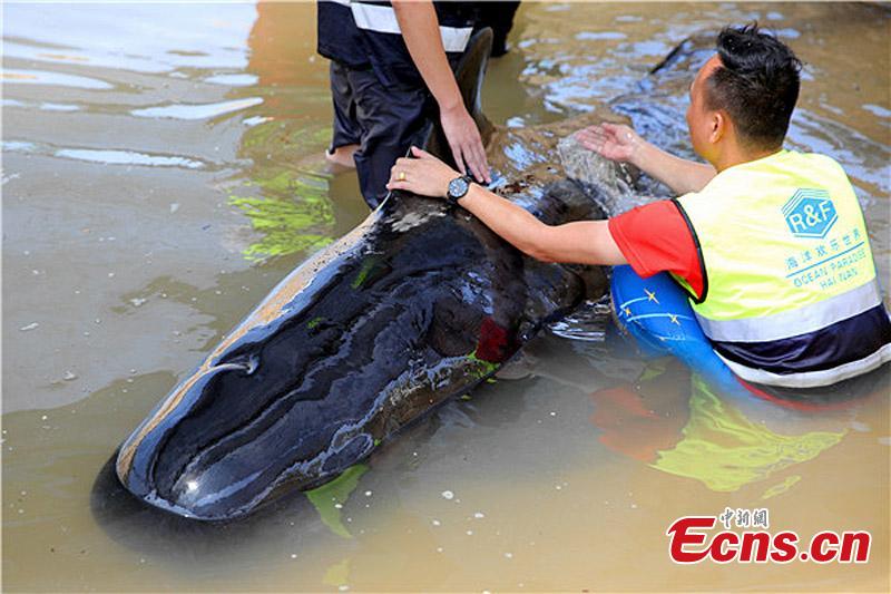 A pilot whale is stranded in shallow water off the coast in Lingshui Li Autonomous County, South China’s Hainan Province, May 16, 2016. The whale is in a stable condition after rescue efforts by local residents but still can’t move back to the sea.(Photo: China News Service/Chen Siguo)