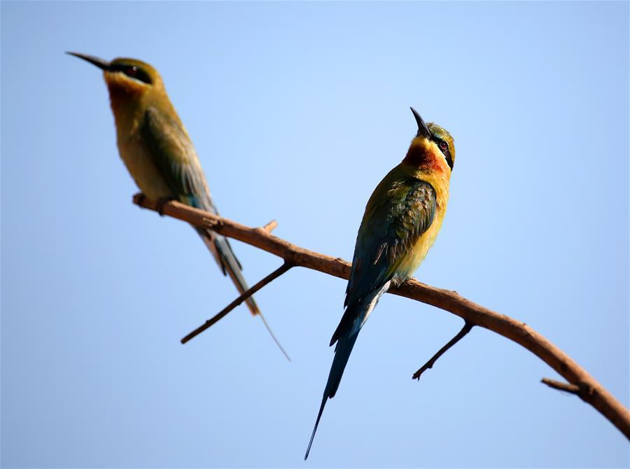 Blue-tailed bee eater reputed as one kind of most beautiful birds in China(1/5)