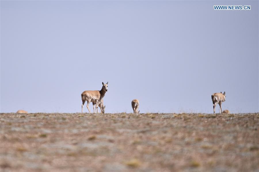 Tibetan antelopes migrate to give birth near Zhuonai Lake(1/11)