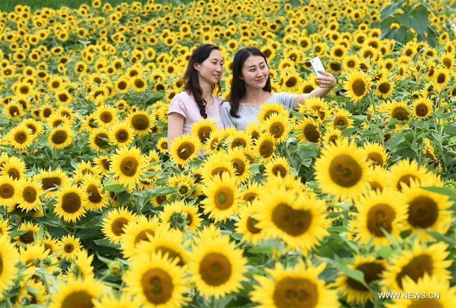 Tourists take selfie amid fields of sunflowers at Jinlinwan Town, which covers an area of 7,000 mu (467 hectares), in Qujing, southwest China\'s Yunnan Province, June 25, 2016. (Xinhua/Yang Zongyou)