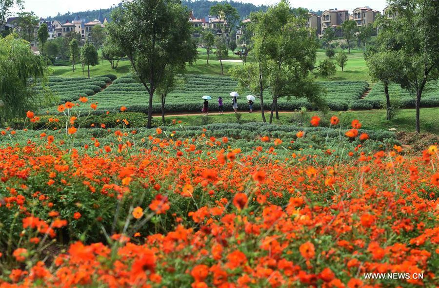 A woman poses for wedding photos amid fields of flowers at Jinlinwan Town, which covers an area of 7,000 mu (467 hectares), in Qujing, southwest China\'s Yunnan Province, June 25, 2016. (Xinhua/Yang Zongyou)