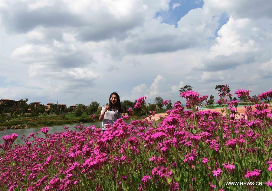 A woman poses for photos amid fields of flowers at Jinlinwan Town, which covers an area of 7,000 mu (467 hectares), in Qujing, southwest China\'s Yunnan Province, June 25, 2016. (Xinhua/Yang Zongyou)