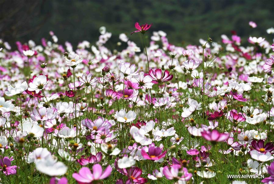 Photo taken on June 25, 2016 shows fields of flowers blooming at Jinlinwan Town, which covers an area of 7,000 mu (467 hectares), in Qujing, southwest China\'s Yunnan Province. (Xinhua/Yang Zongyou)