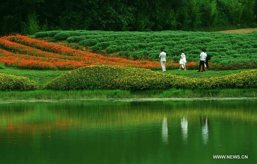 Tourists view fields of flowers at Jinlinwan Town, which covers an area of 7,000 mu (467 hectares), in Qujing, southwest China\'s Yunnan Province, June 25, 2016. (Xinhua/Yang Zongyou)