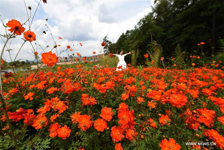 Tourists view fields of flowers at Jinlinwan Town, which covers an area of 7,000 mu (467 hectares), in Qujing, southwest China\'s Yunnan Province, June 25, 2016. (Xinhua/Yang Zongyou)