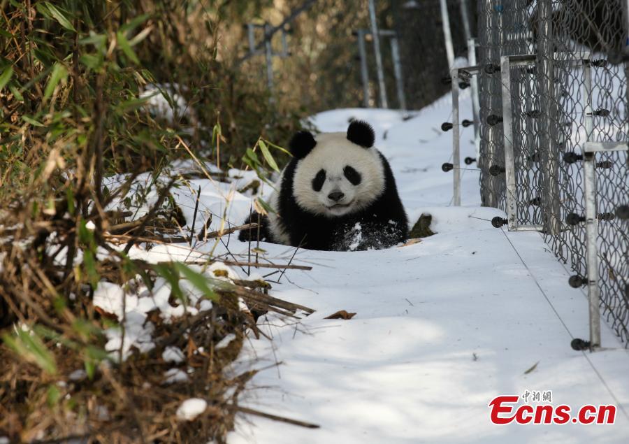 Two pandas to go back into nature after training at SW China base(1/5)