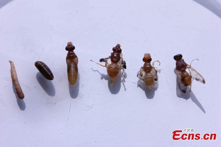 Destructive pest found in fruit belonging to passenger on flight(1/3)