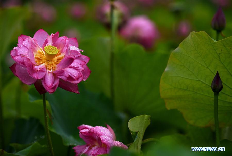 Space lotus blossoms in Lilitao Village, Jiangxi(1/8)