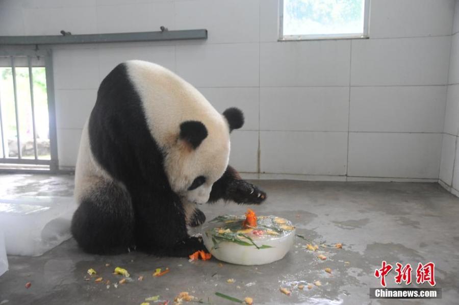 U.S.-born giant panda celebrates birthday in SW China(2/8)