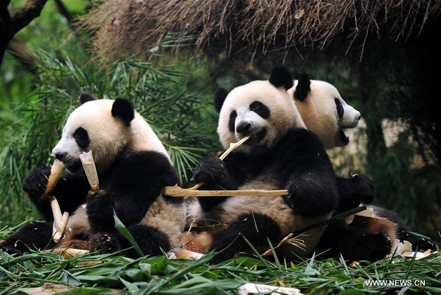 The world's only surviving panda triplets weaned from milk (1/2)