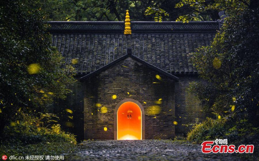 Fireflies light up temple in Nanjing(1/3)