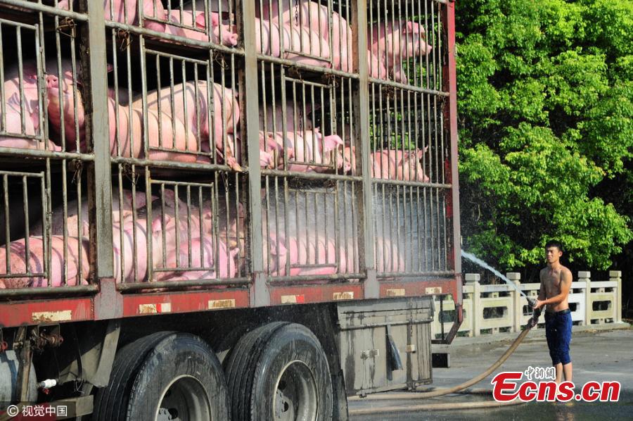 Pigs on the move struggle in scorching temperatures(1/3)