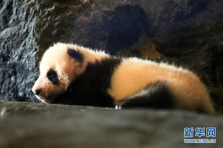 Panda Hao Hao shows off her baby to visitors at Belgium zoo(1/3)