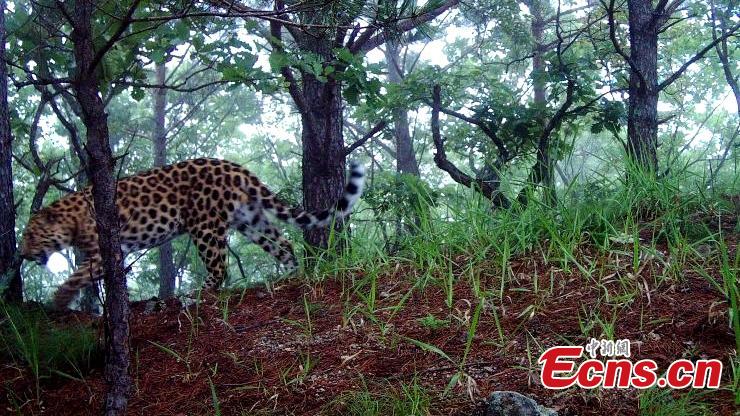 Endangered Amur leopard found in NE China(1/2)