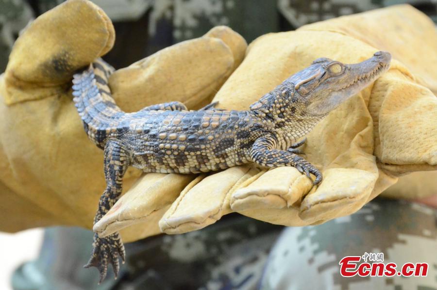 940 baby Siamese crocodiles seized near China-Vietnam border(1/3)