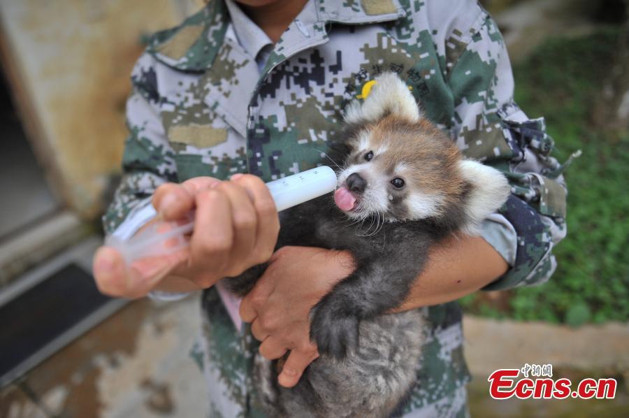 A keeper looks after a red panda cub at a zoo in Kunming City, the capital of Southwest China’s Yunnan Province, Aug. 30, 2016. The zoo has successfully bred a red panda, a second degree animal under state protection in China, in captivity. (Photo: China News Servic