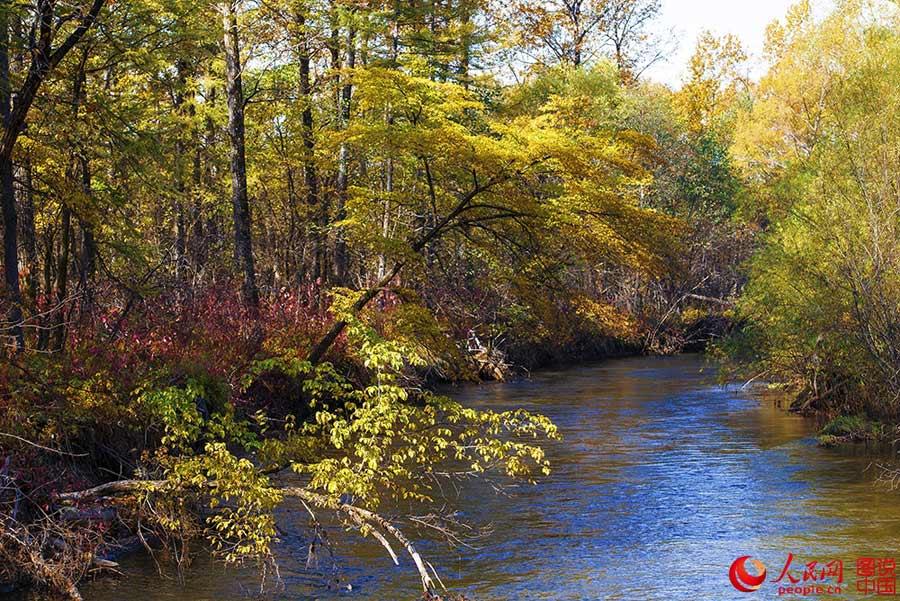 Beautiful autumn foliage around Greater Khingan Mountains(1/8)