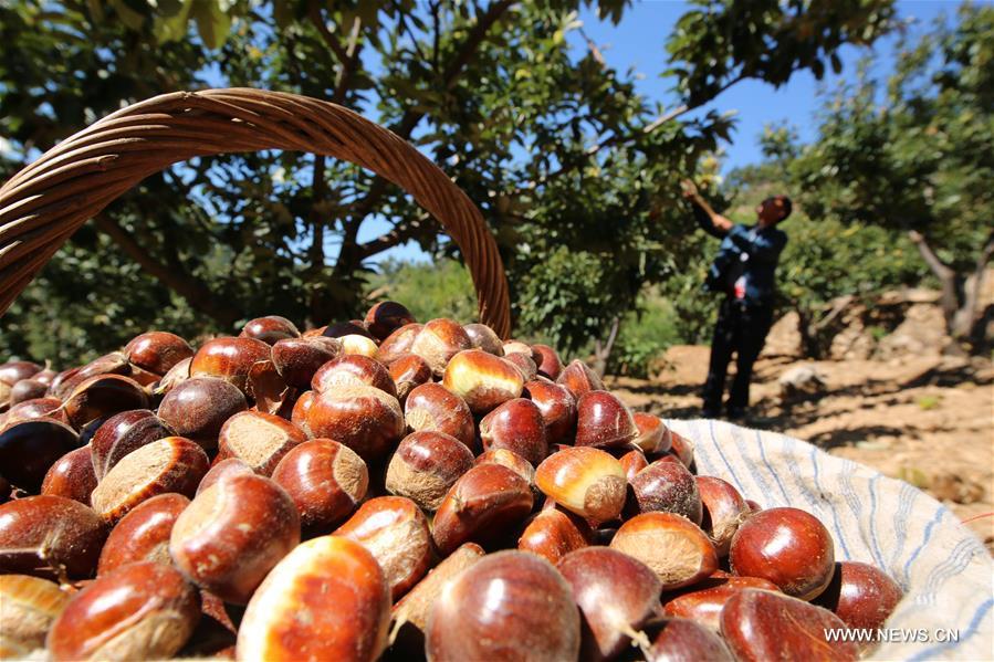 Harvest season for chestnuts comes in N China(1/2)