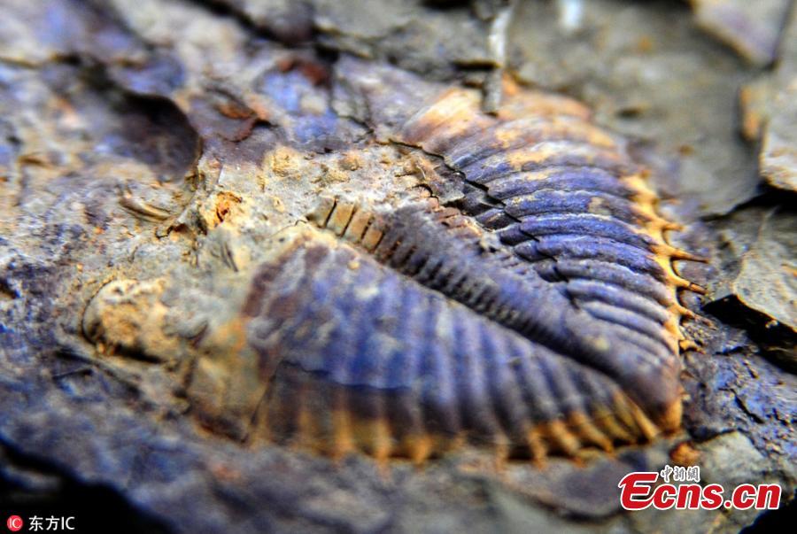 Suspected trilobite fossils in Chongqing(1/4)