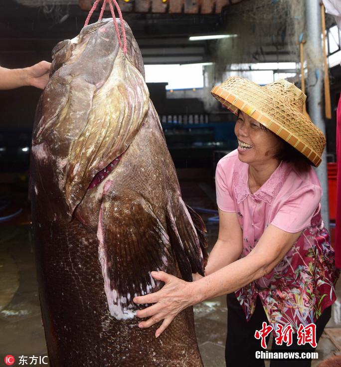 138kg of grouper sold for 2,530 in Hainan(3/3)